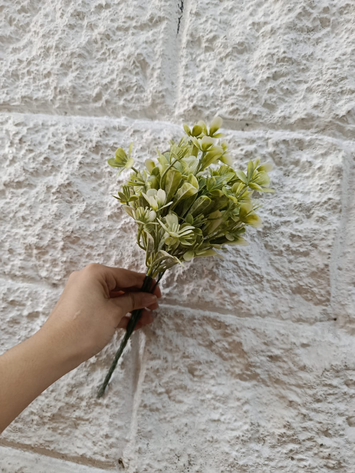 Follaje General Clematis Marmoraria 30cm