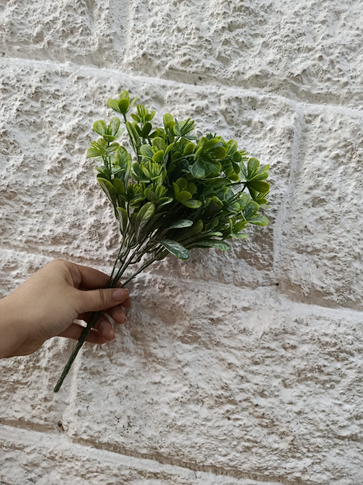 Follaje General Clematis Marmoraria 30cm