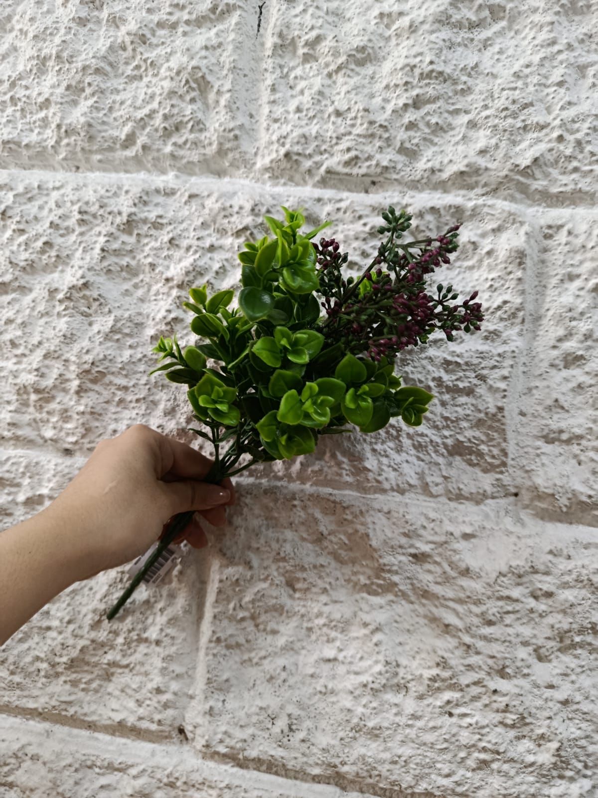 Follaje General Kalanchoe Blossfeldiana 33cm