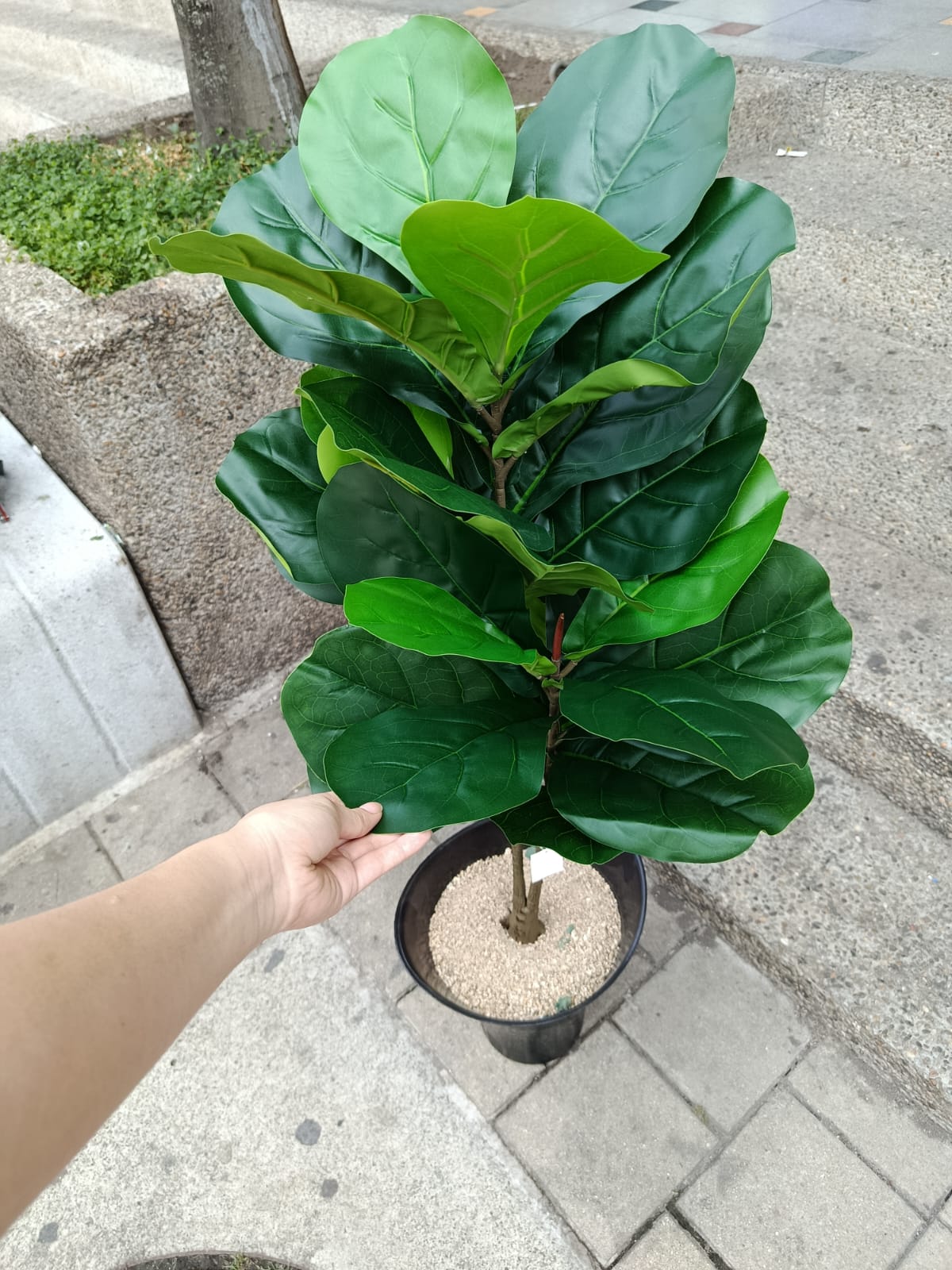 Planta Ficus Lyrata Artificial 1mts