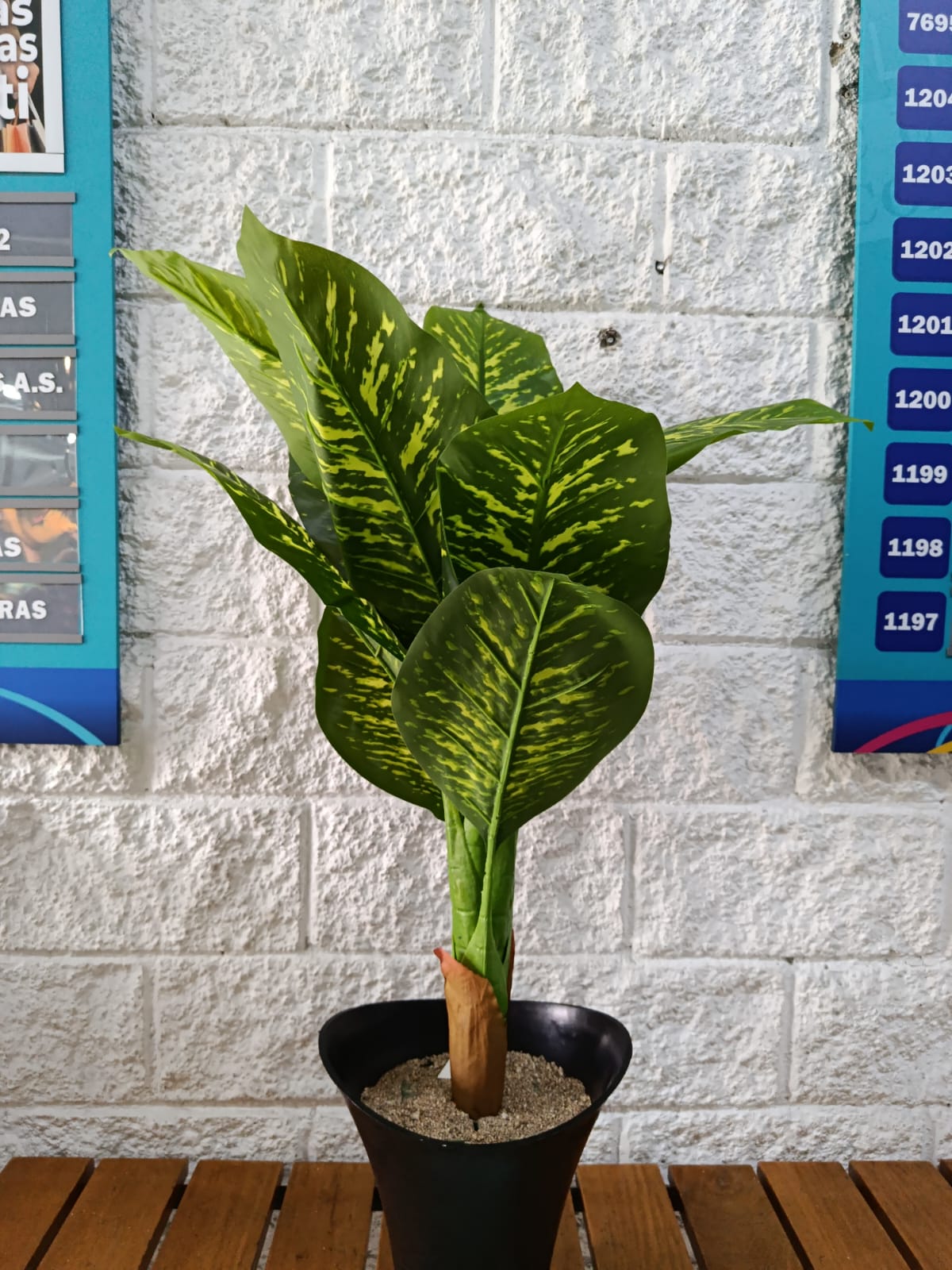 Planta Dieffenbachia Seguine Artificial 85cm
