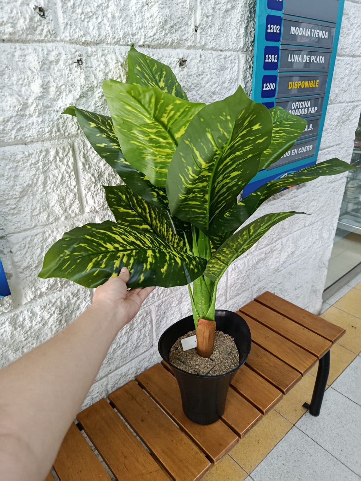 Planta Dieffenbachia Seguine Artificial 85cm