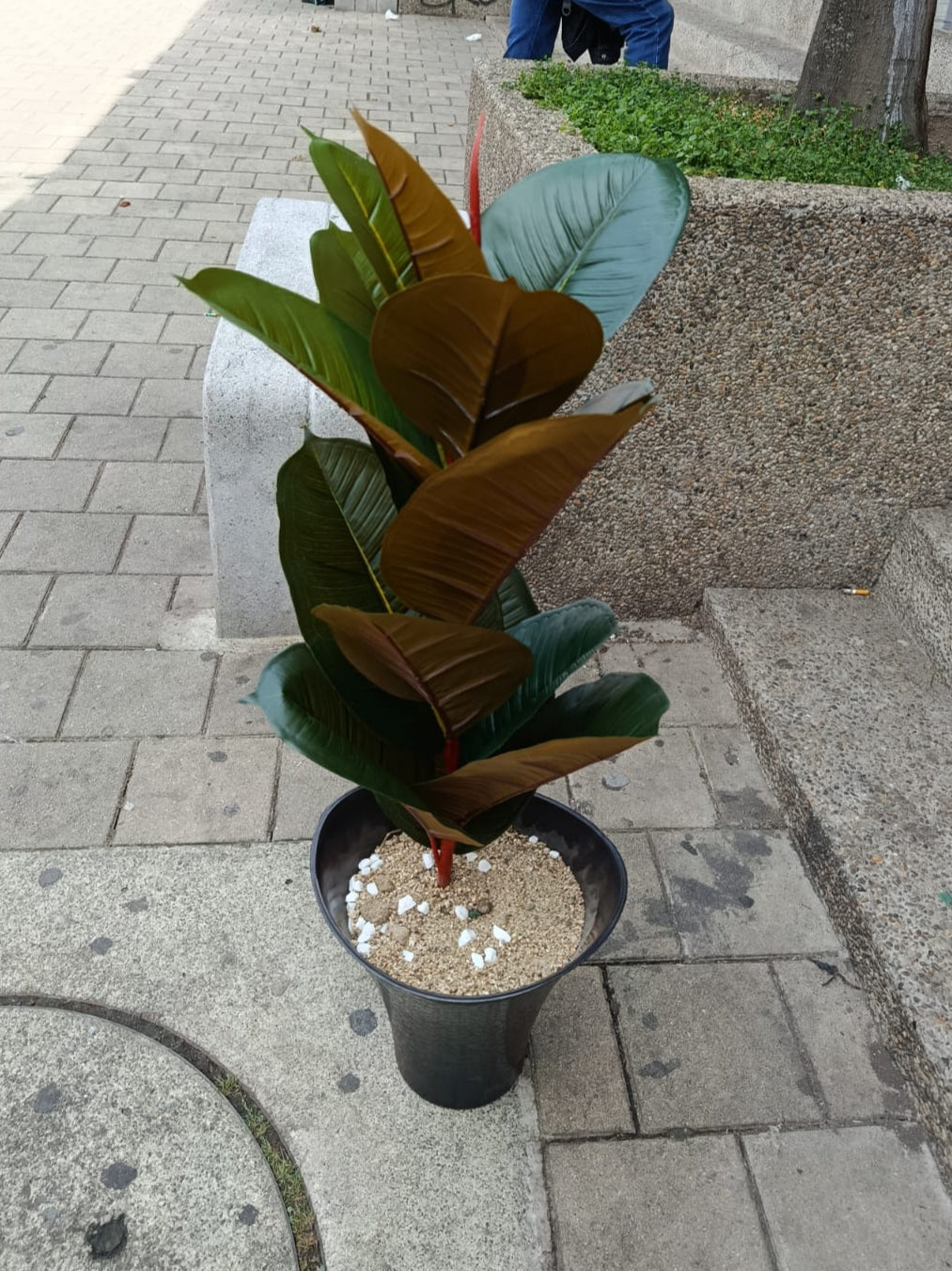 Planta Ficus Elástica Artificial 80cm