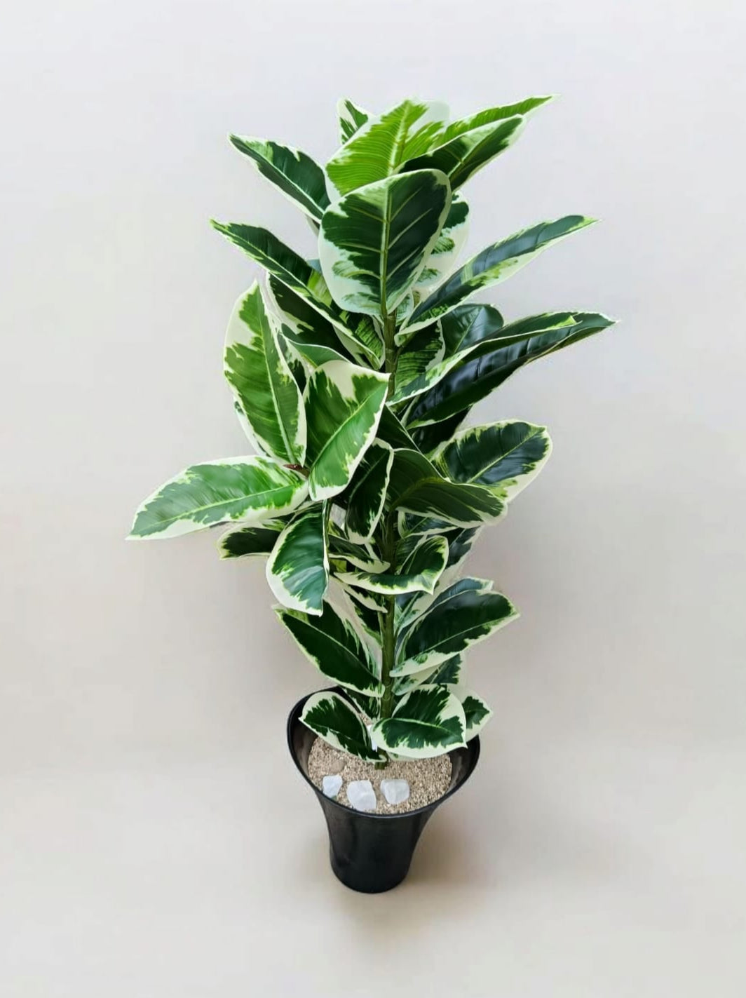 Planta Ficus Altissima Artificial 1.06mts