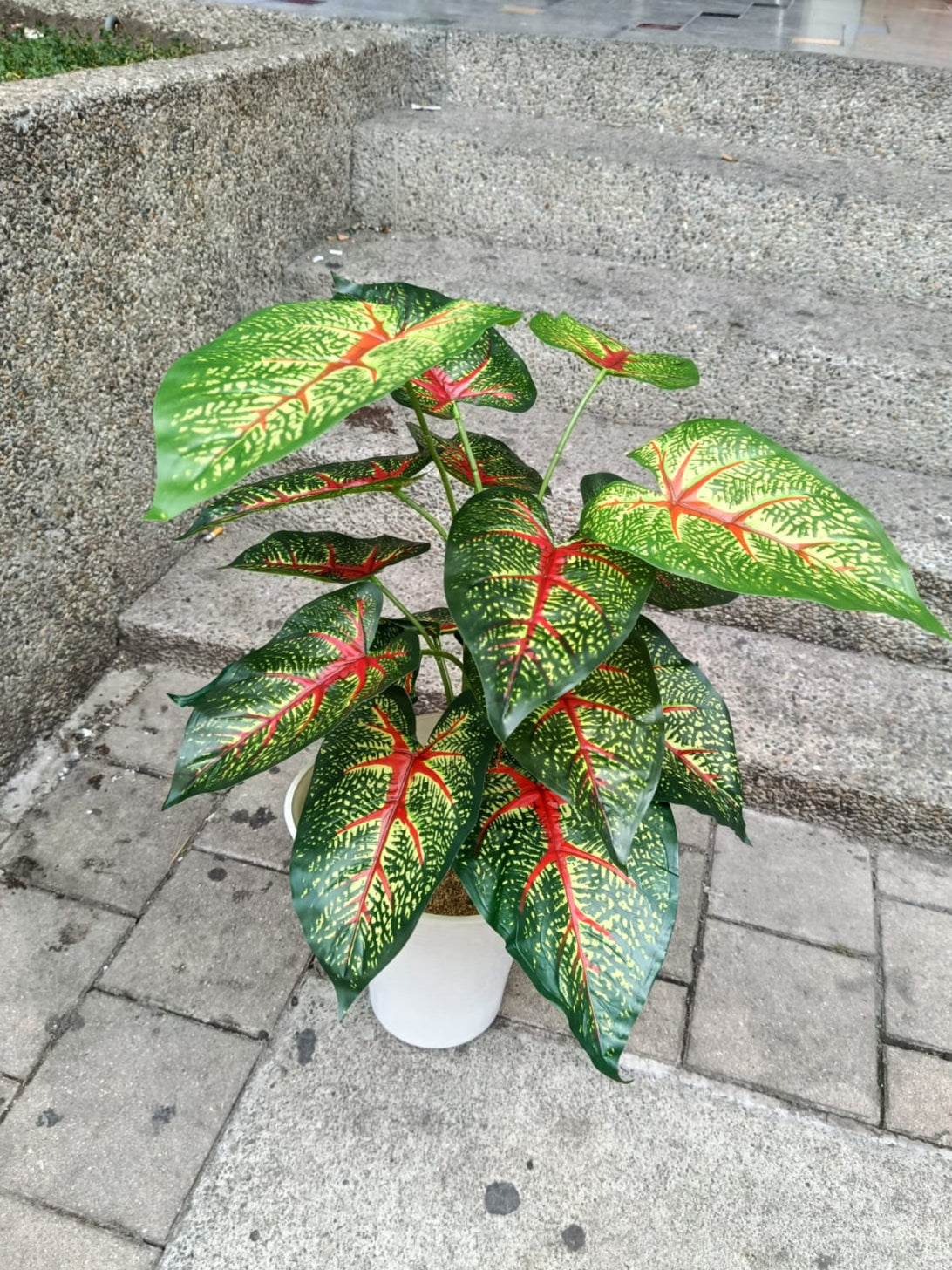 Planta Caladium Bicolor Artificial 60cm