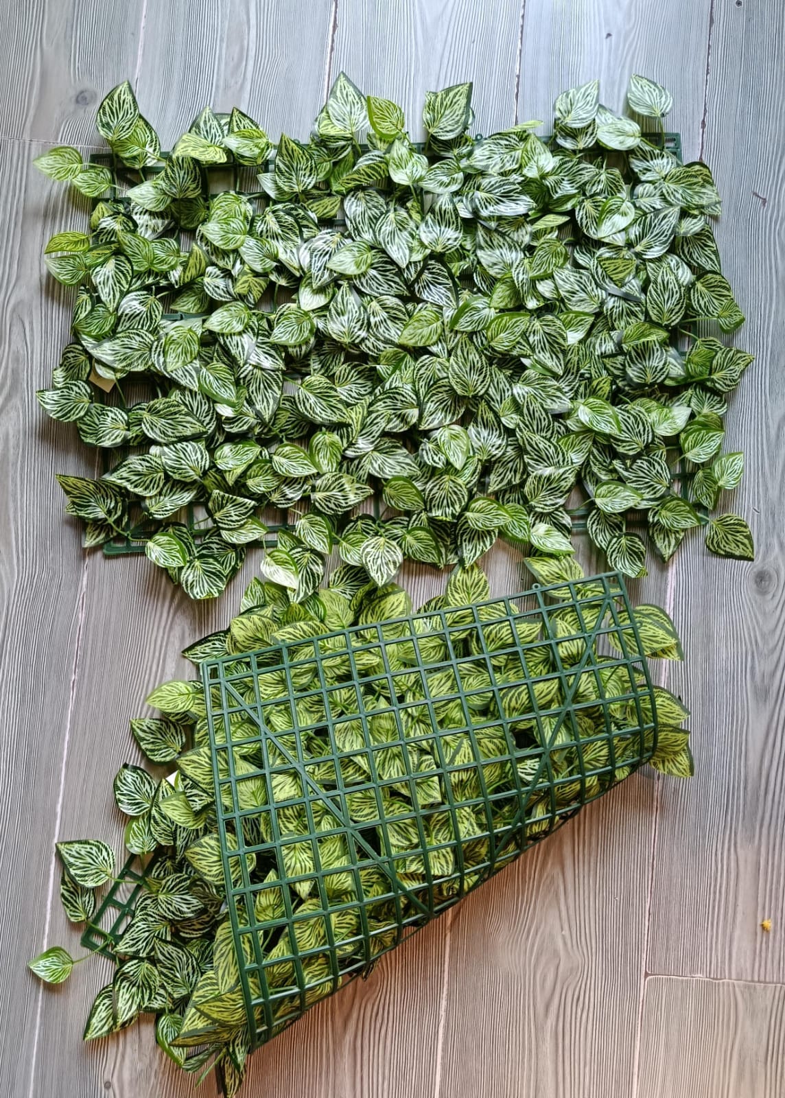 Jardin Vertical 60x40cm Hojas Calathea