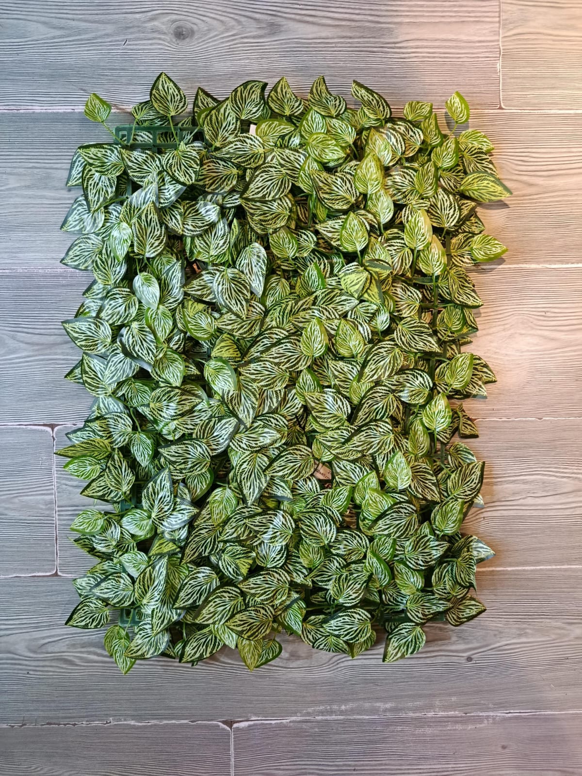 Jardin Vertical 60x40cm Hojas Calathea