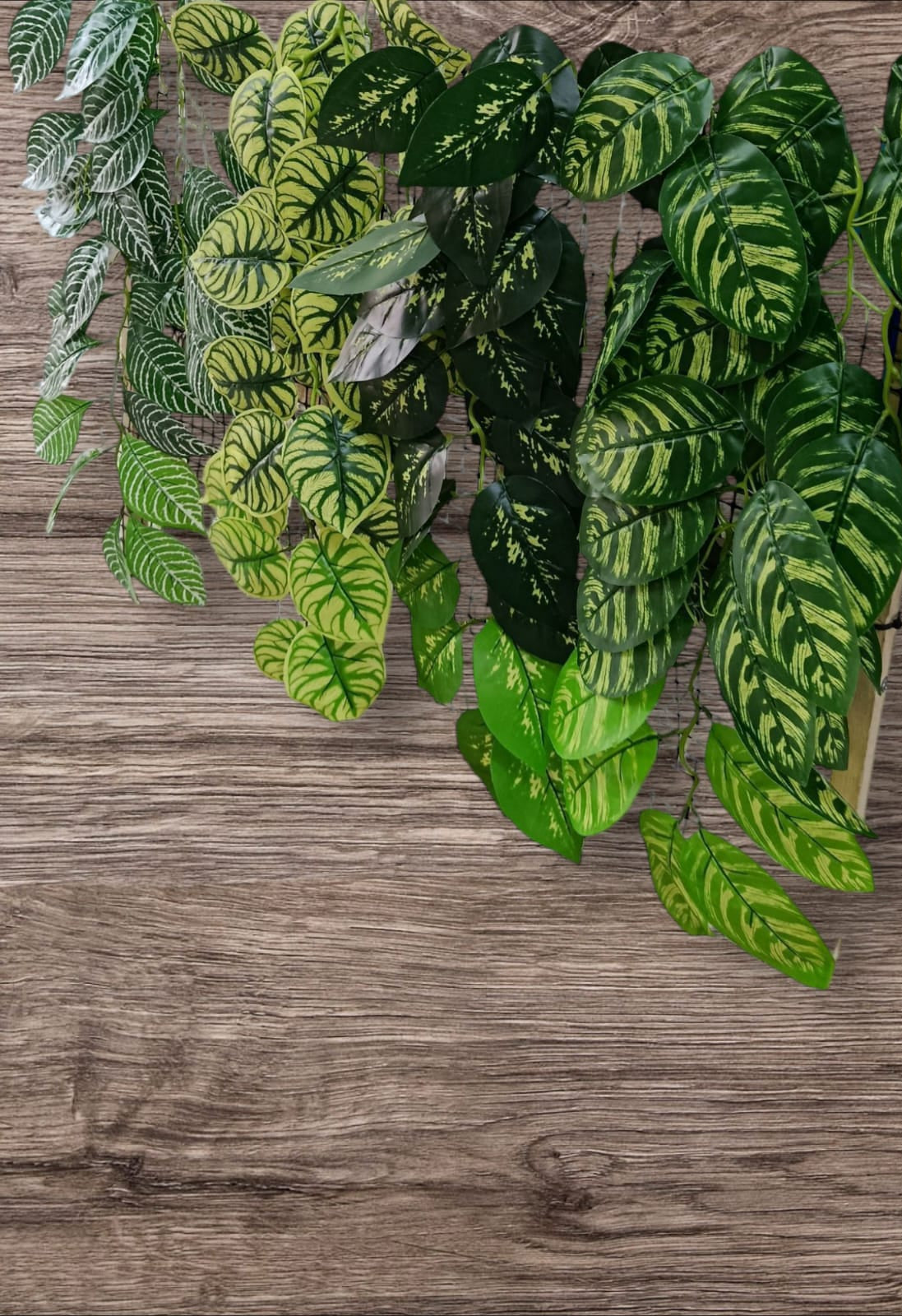 Rama Colgante Beteada Estilo Peperomia Melancia 90cm