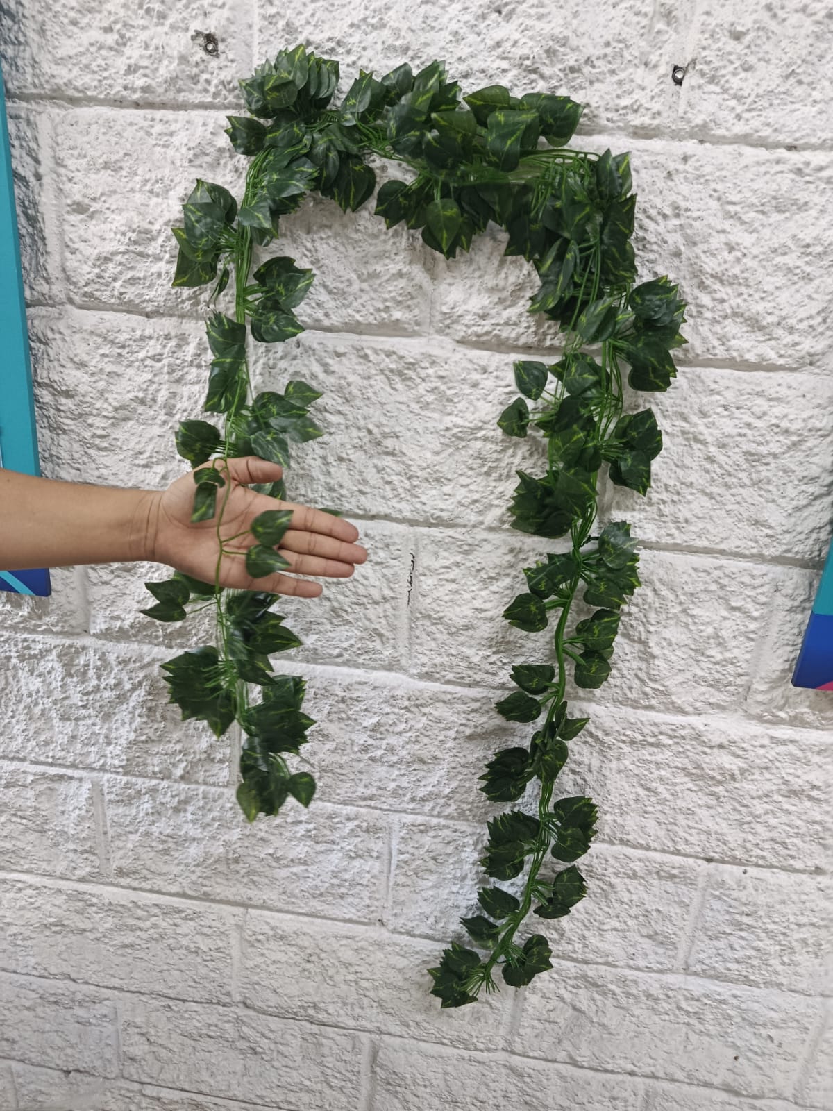 Docena Enredadera Mini Miami x12 2.10mts