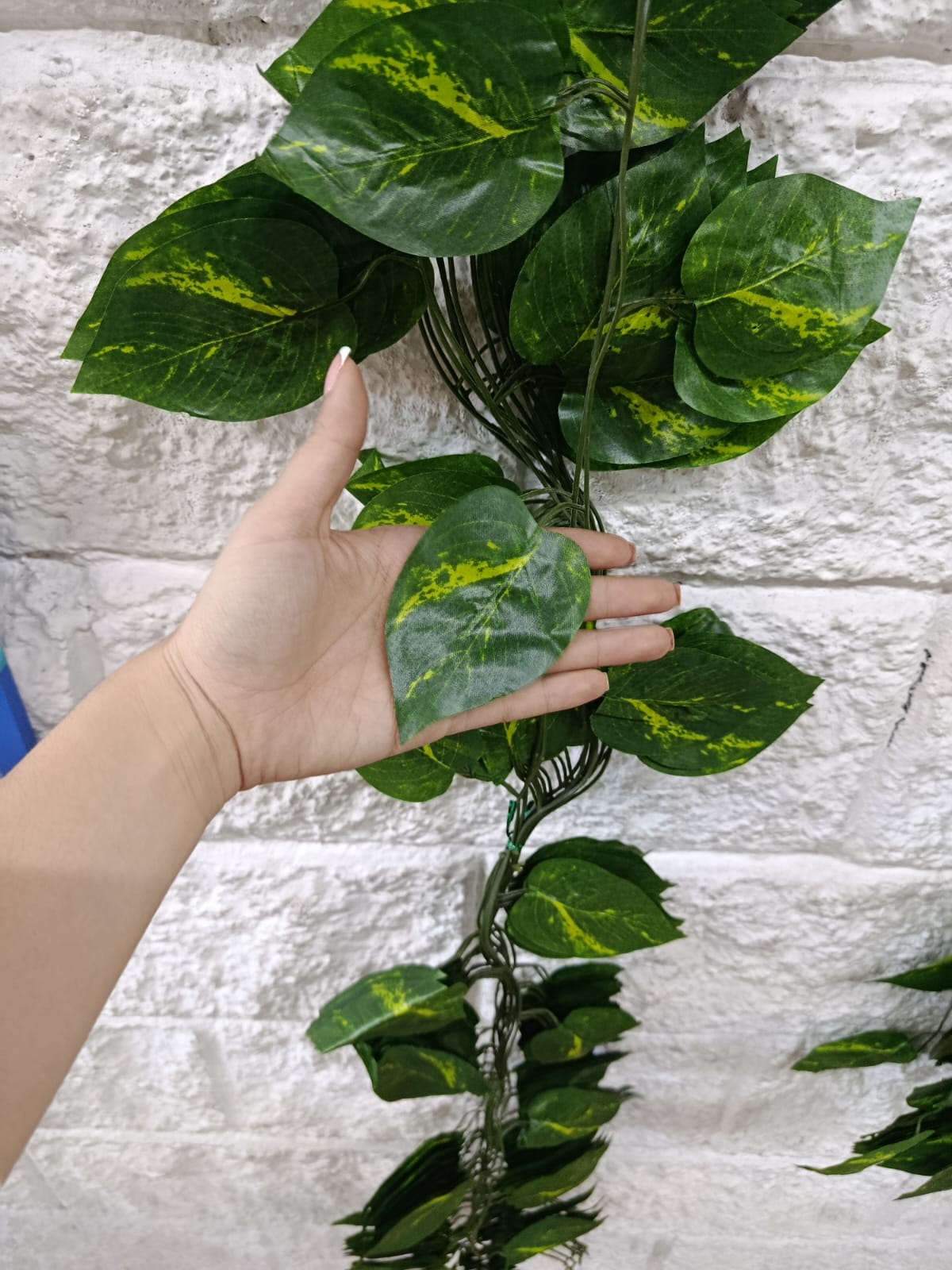 Docena Enredadera Hoja Miami Premium x12 2.40mts