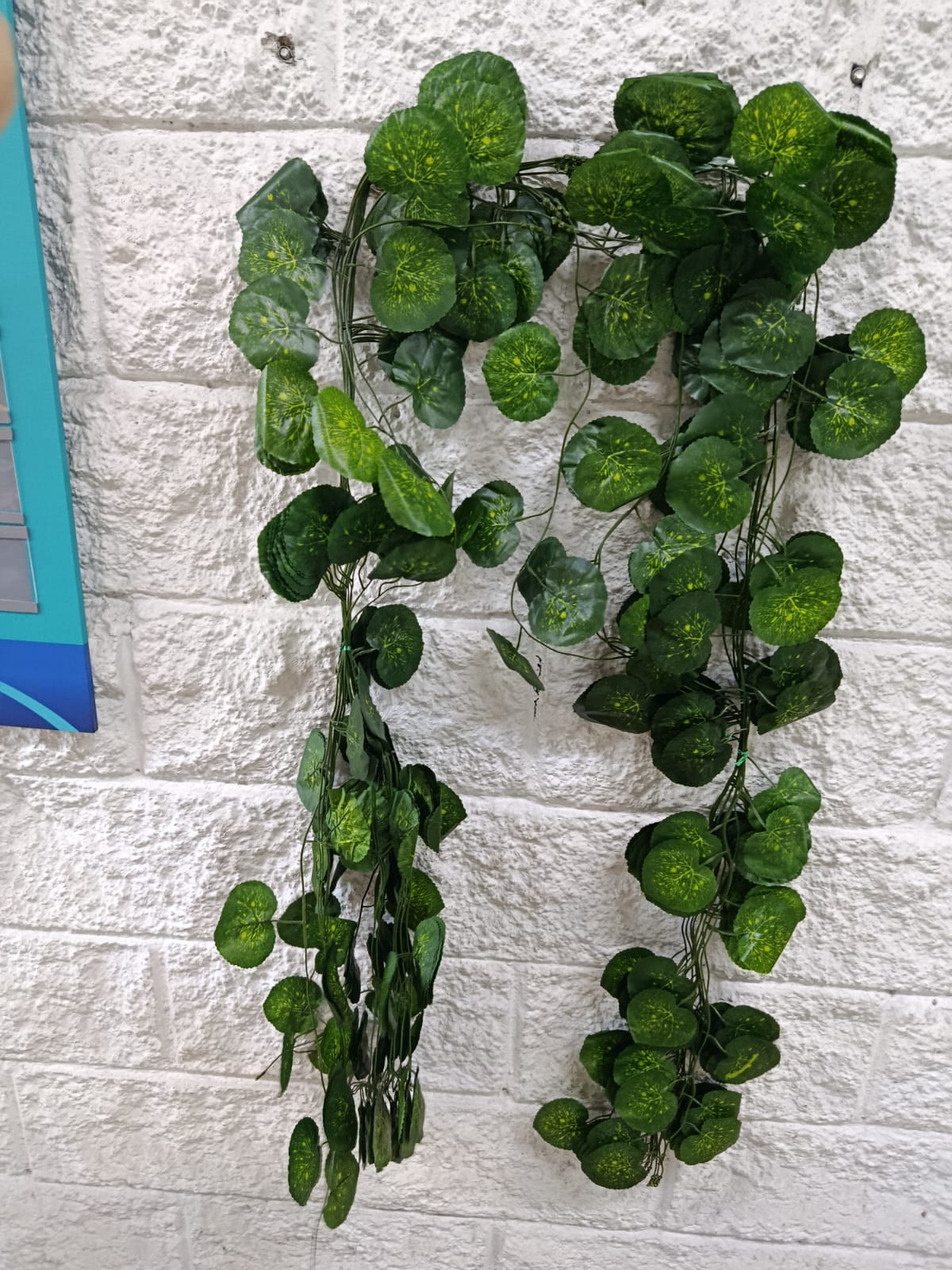 Docena Enredadera Hoja Redonda Premium 2.40mts