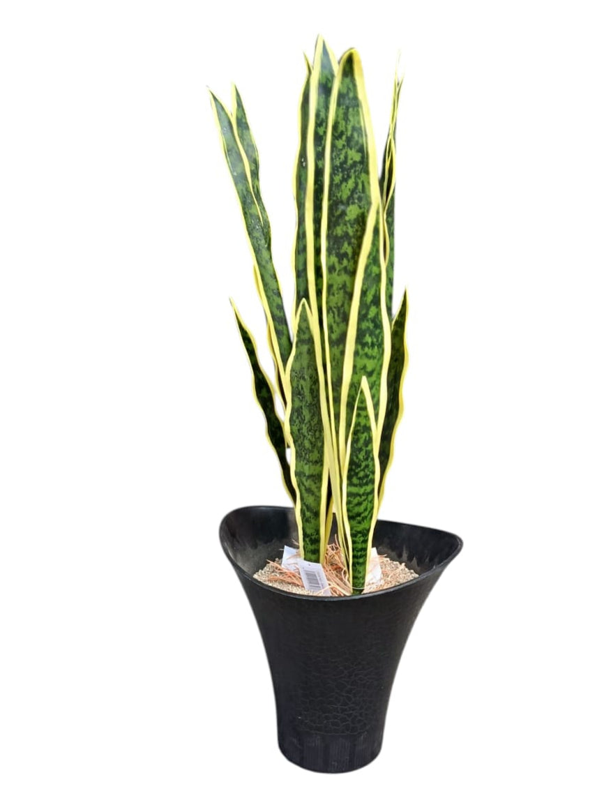 Planta Lengua de Suegra Artificial Para Matera 65cm