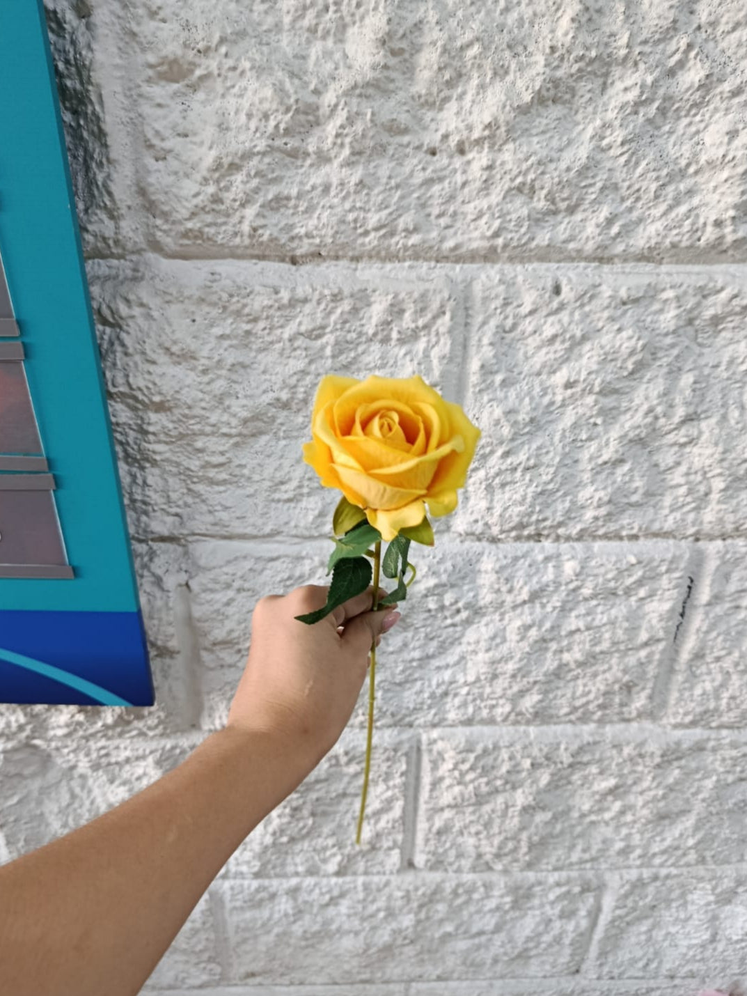 Rosa Tipo Ans Amarilla 50cm