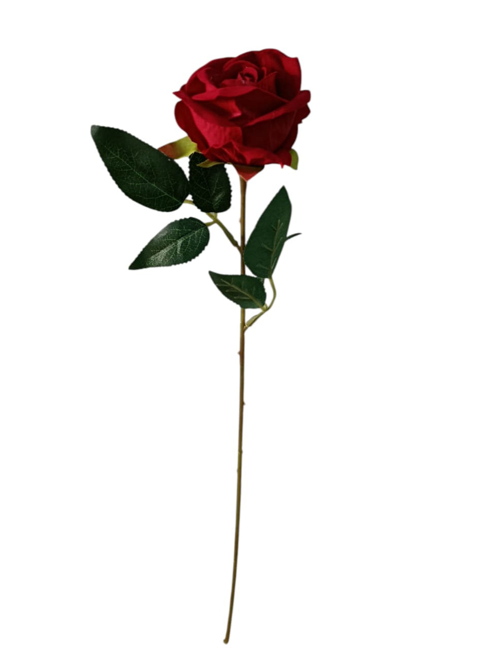 Rosa Tipo Ans Roja 50cm