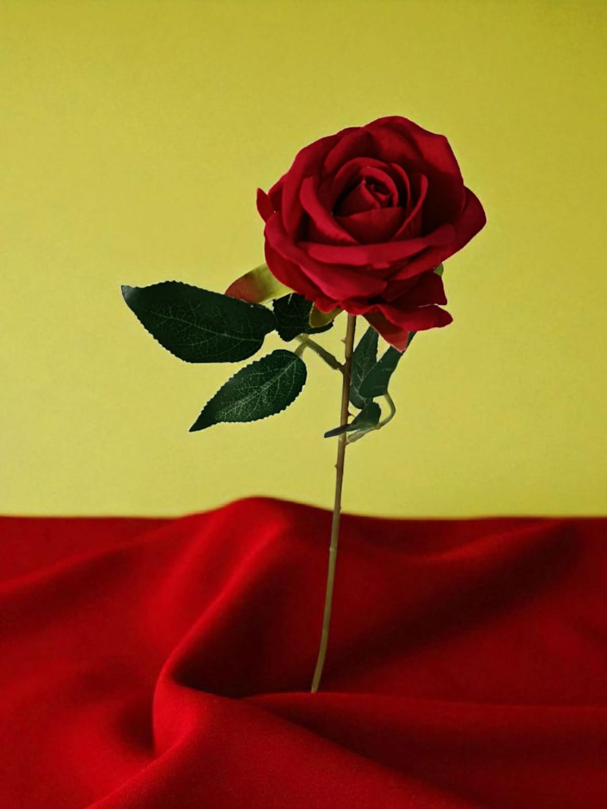 Rosa Tipo Ans Roja 50cm