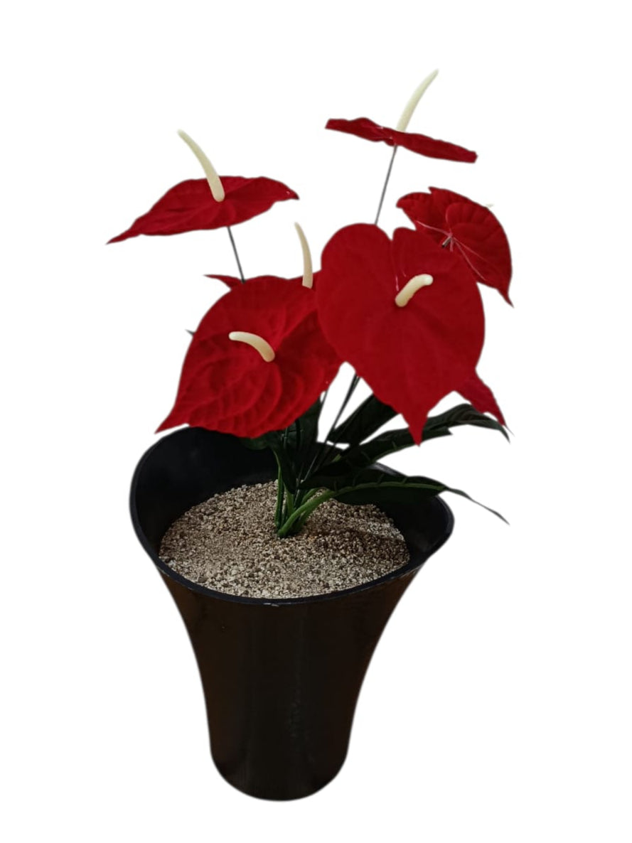 Planta para Matera Anturio Rojo Sim 60cm