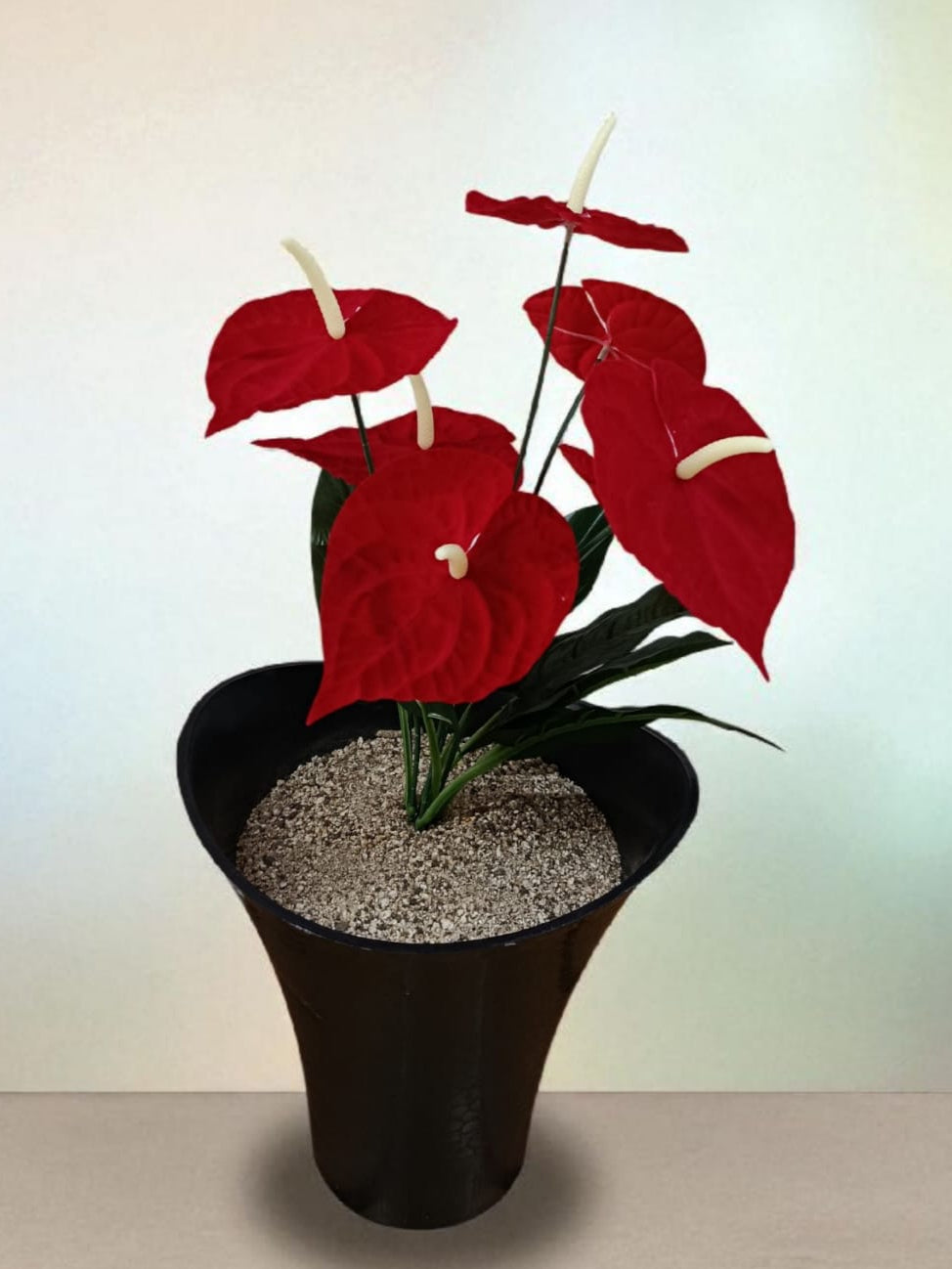 Planta para Matera Anturio Rojo Sim 60cm