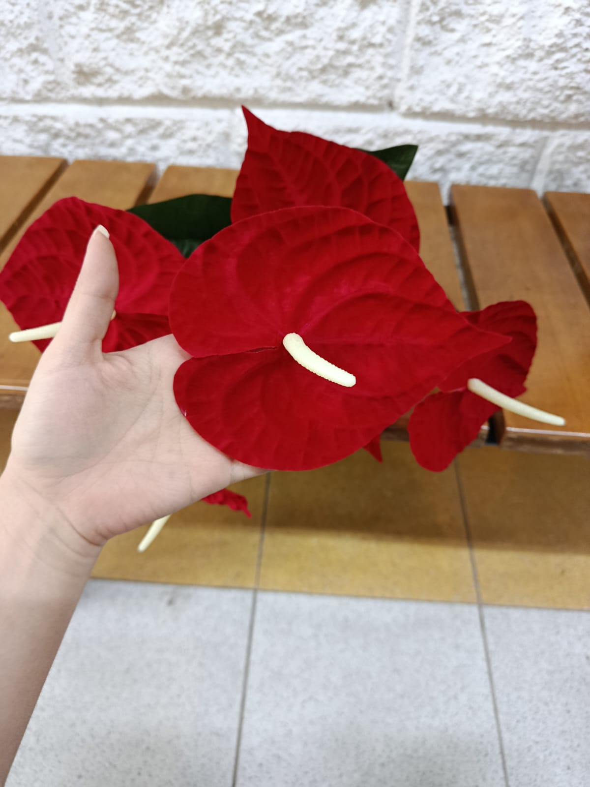 Planta para Matera Anturio Rojo Sim 60cm