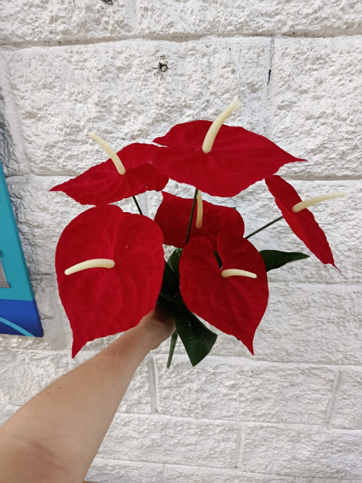 Planta para Matera Anturio Rojo Sim 60cm