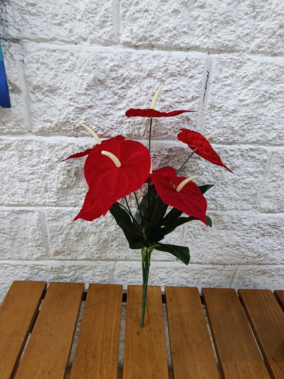 Planta para Matera Anturio Rojo Sim 60cm