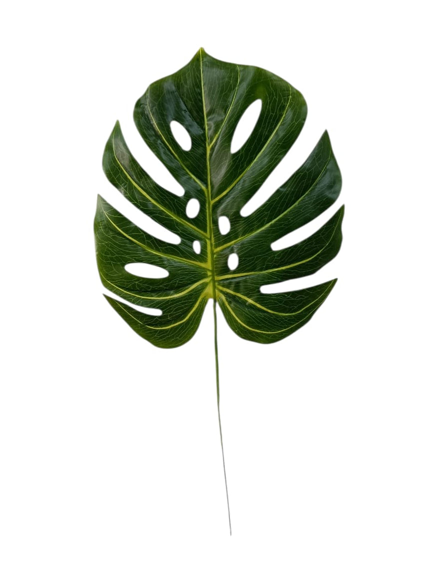 Hoja Balazo Tallo Corto 50cm