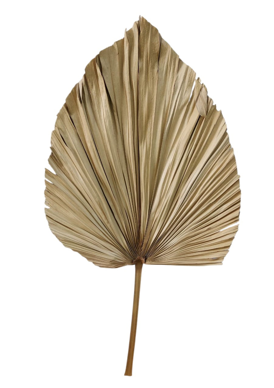 Hoja Hiraca Seca 60cm