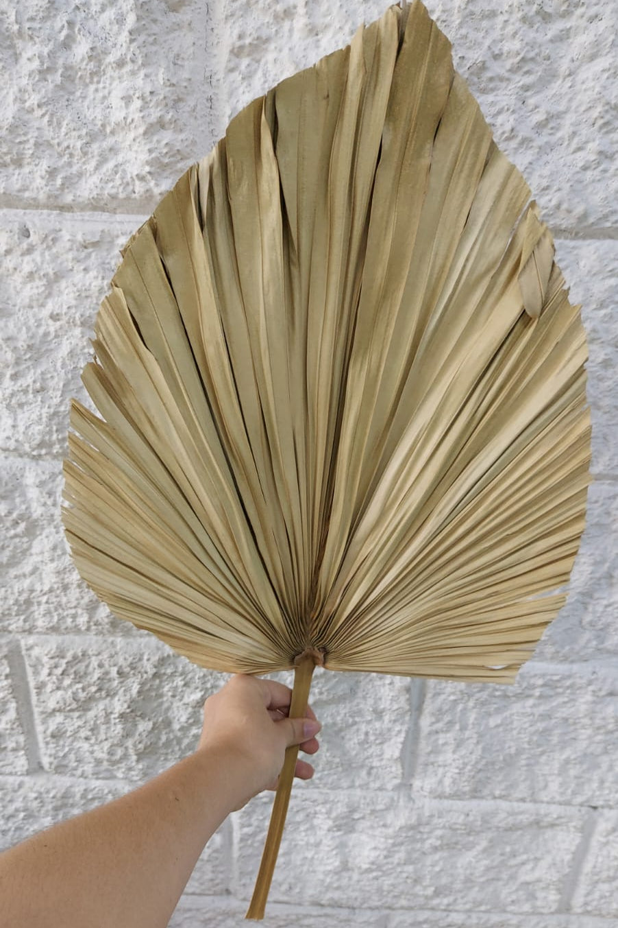 Hoja Hiraca Seca 60cm