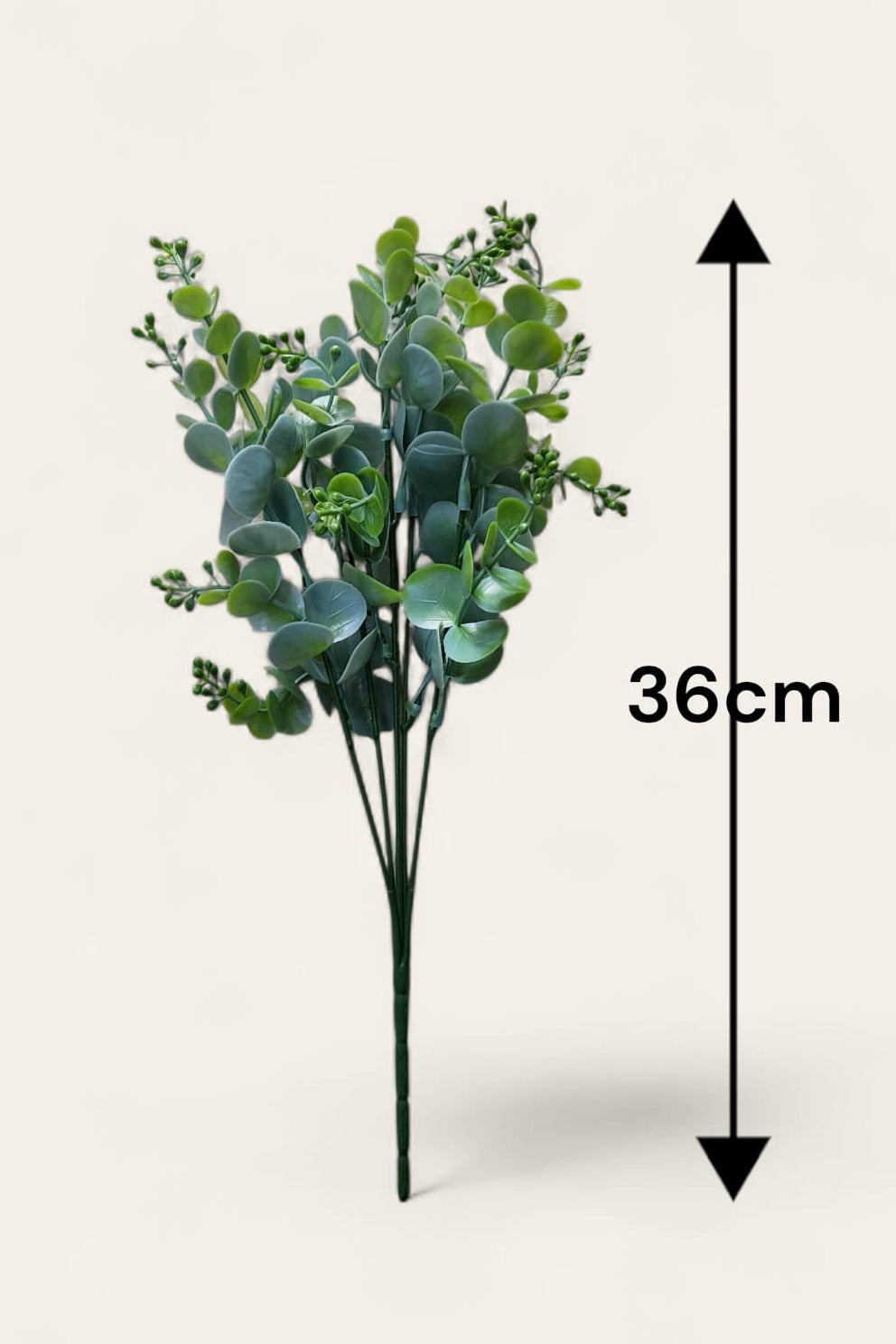 Follaje General Eucalyptus Cinerea 36cm