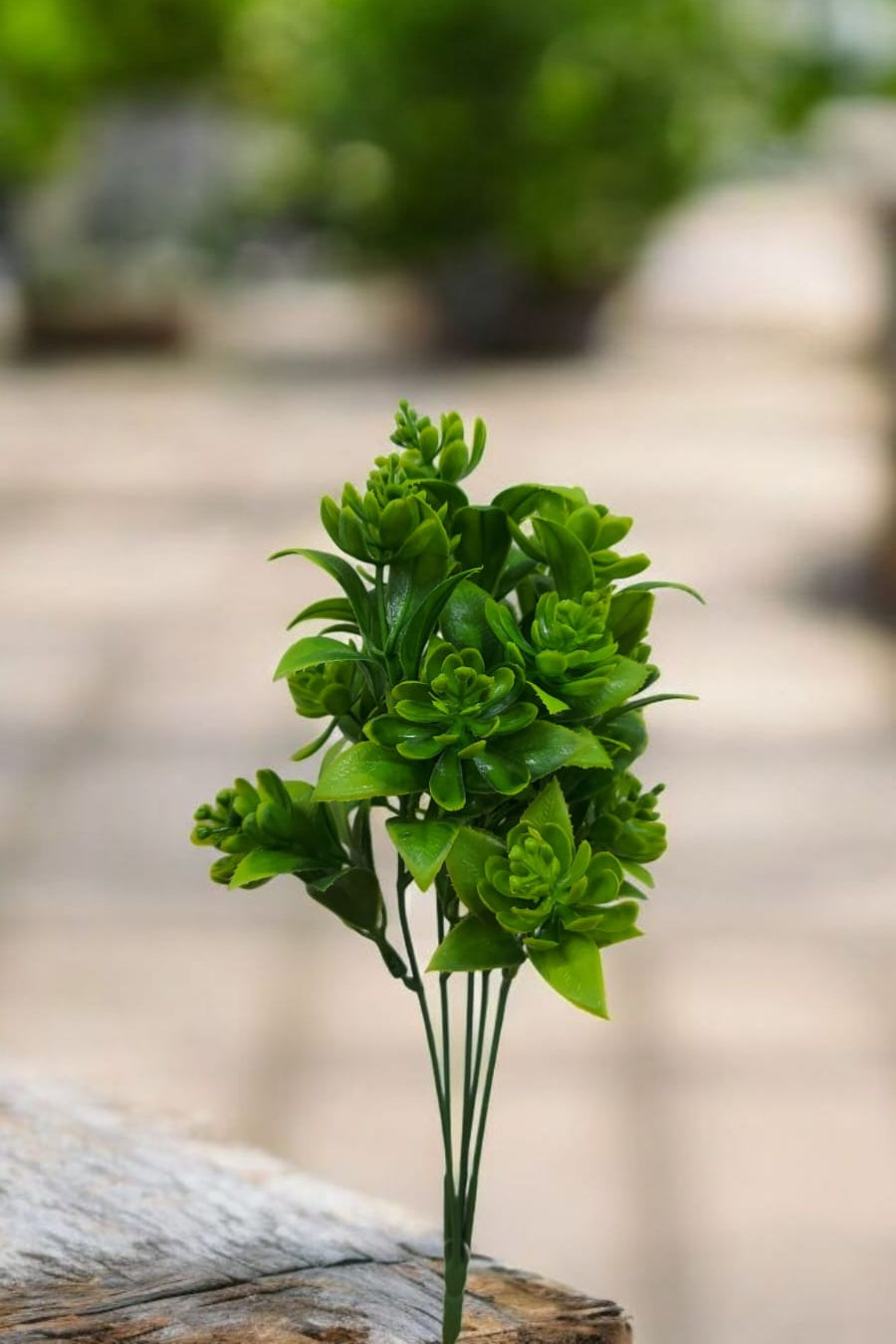 Follaje General Suculenta 32cm