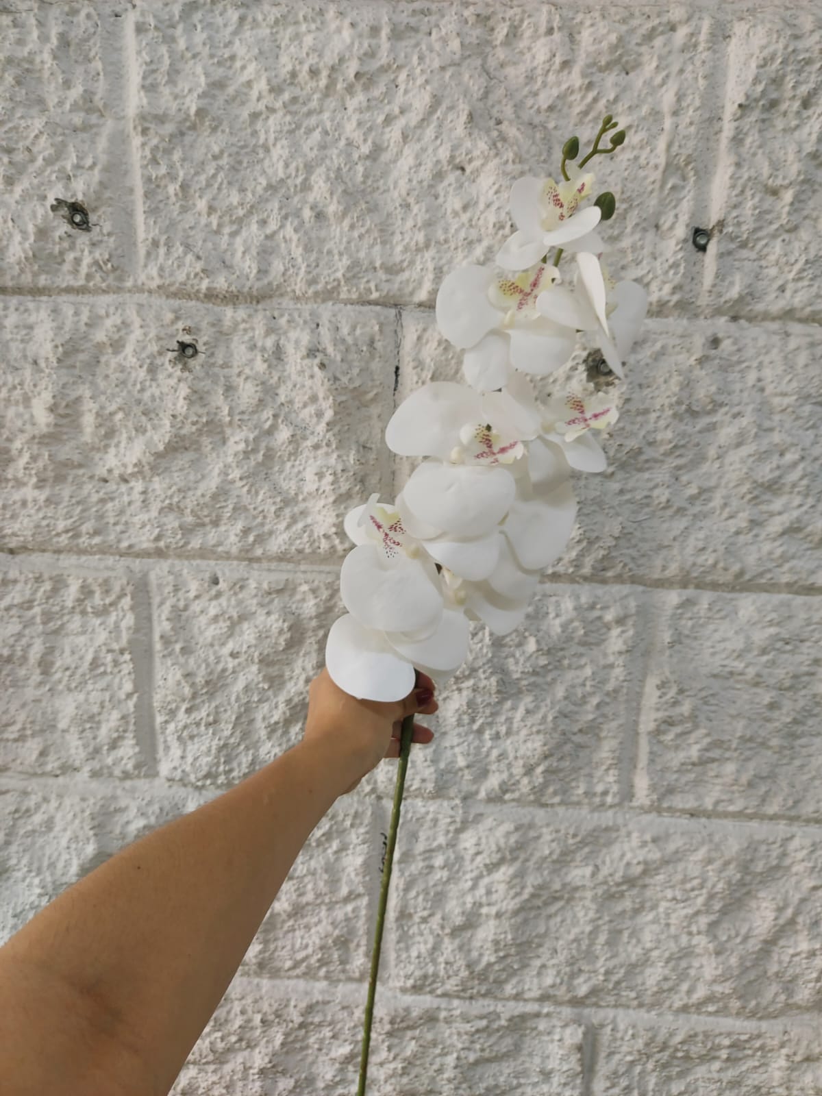 Orquídea Mediana Tallo Largo Blanca 1.06mts