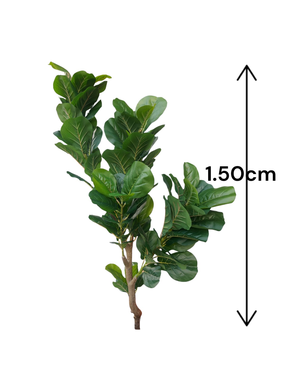 Árbol De Laurel Grande Premium 1.50mts