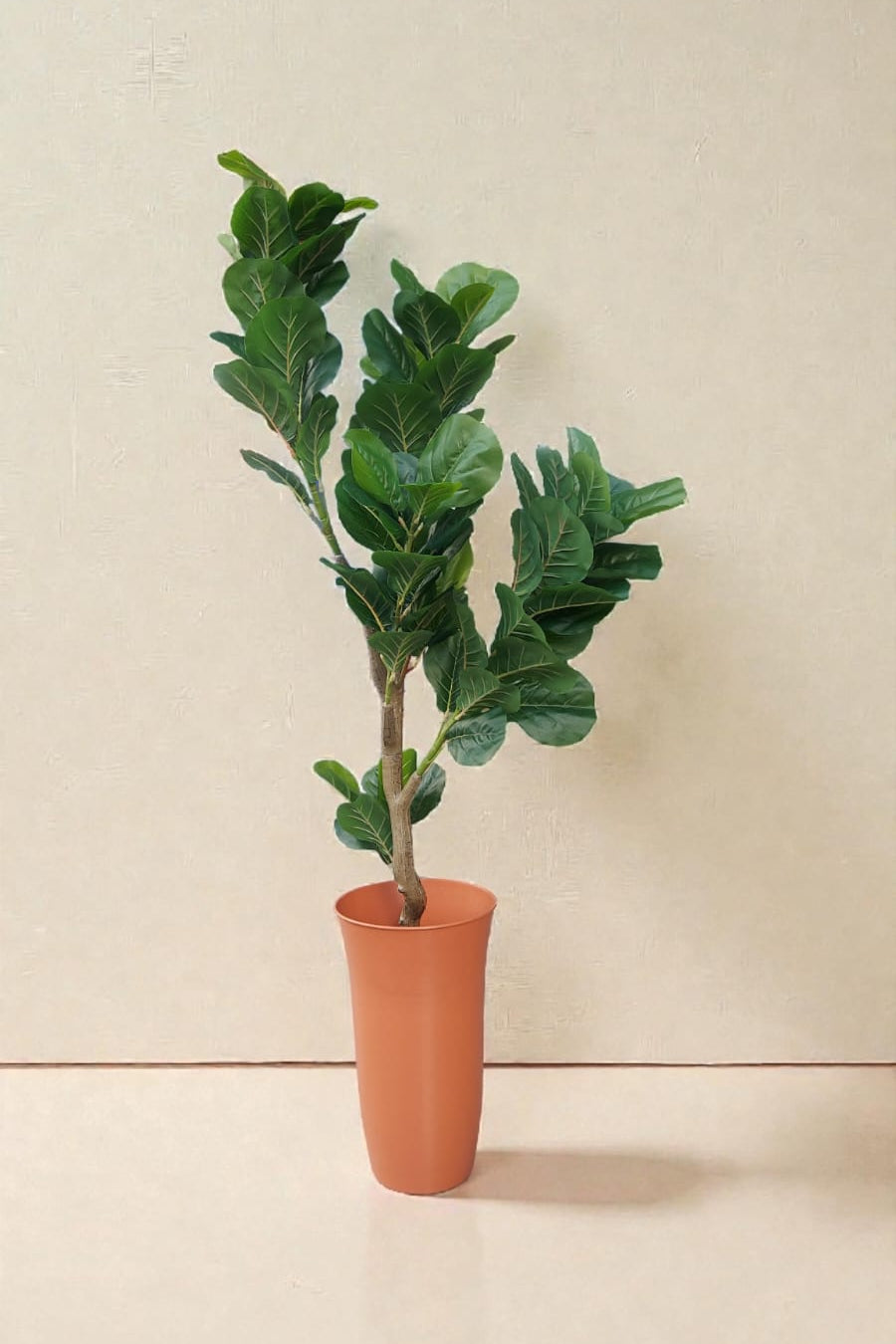 Árbol De Laurel Grande Premium 1.50mts