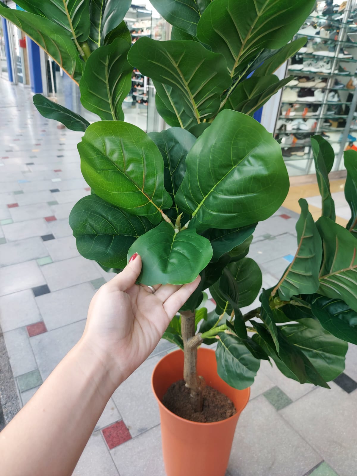 Árbol De Laurel Grande Premium 1.50mts