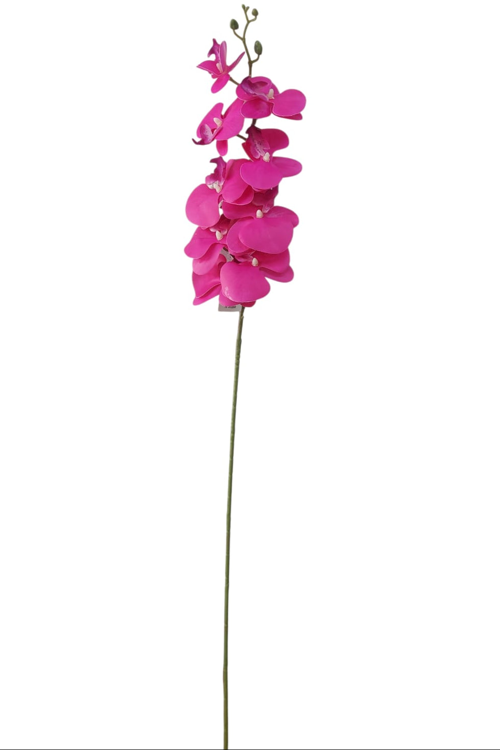 Orquidea Mediana Tallo Largo Fucsia 1.06cm