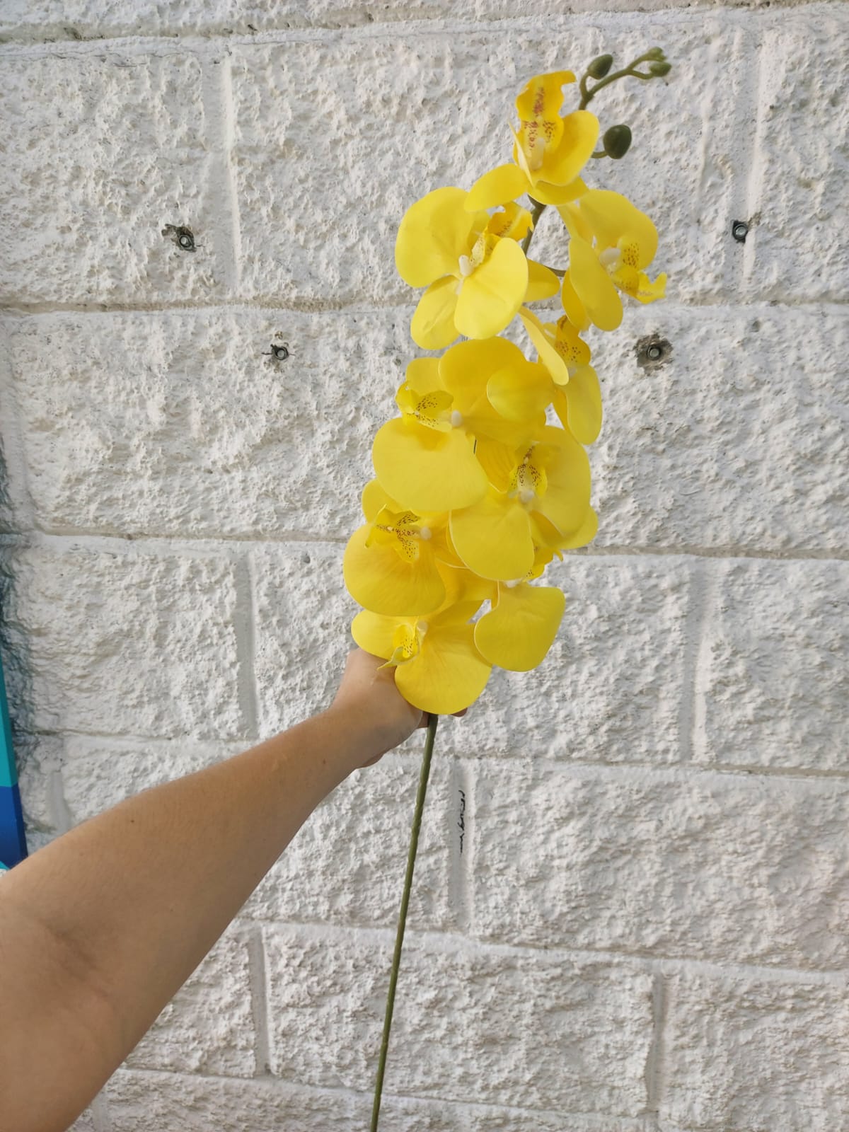 Orquidea Mediana Tallo Largo Amarilla 1.06cm