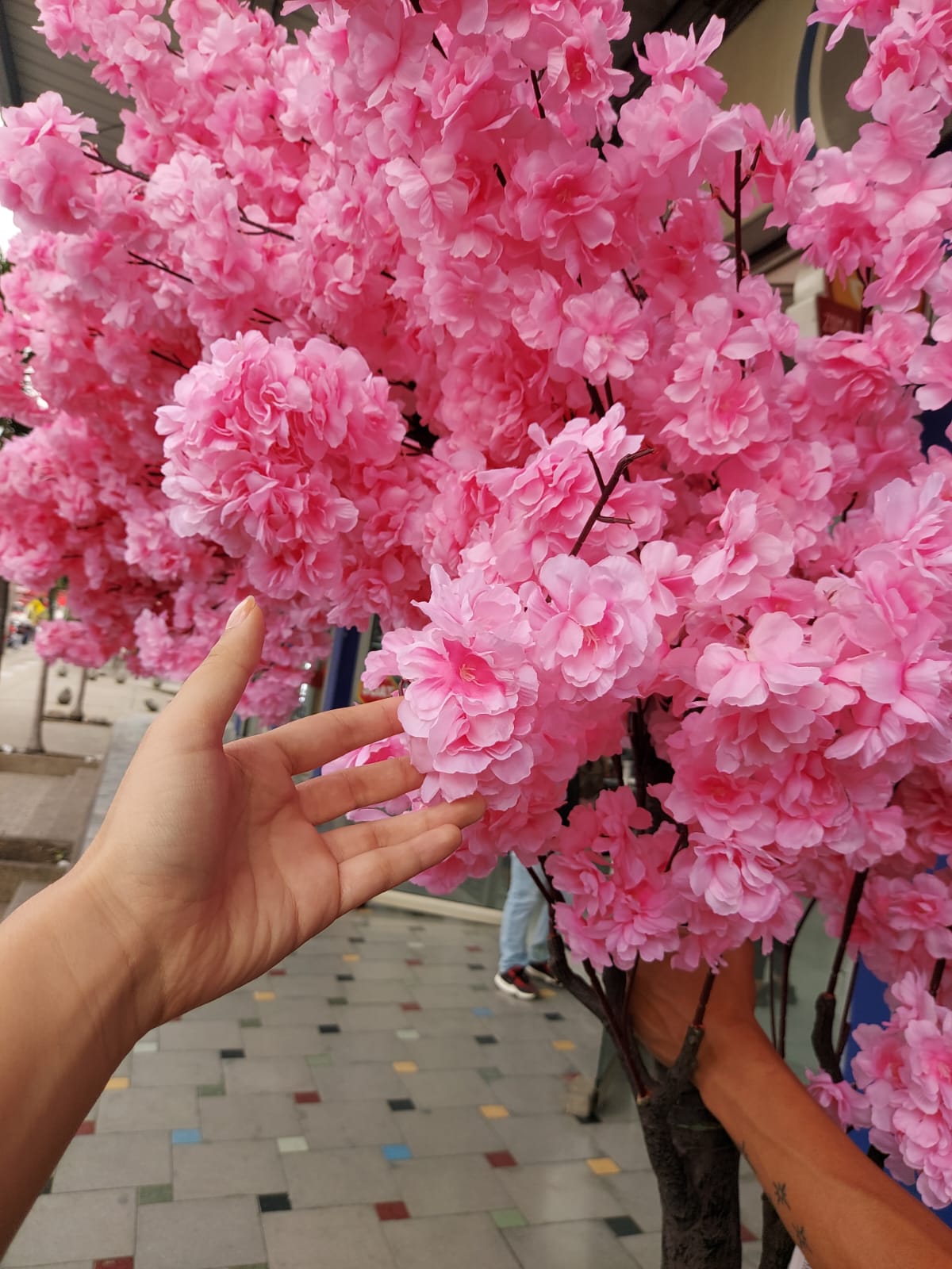 Árbol De Cerezo Arqueado 2.30mts
