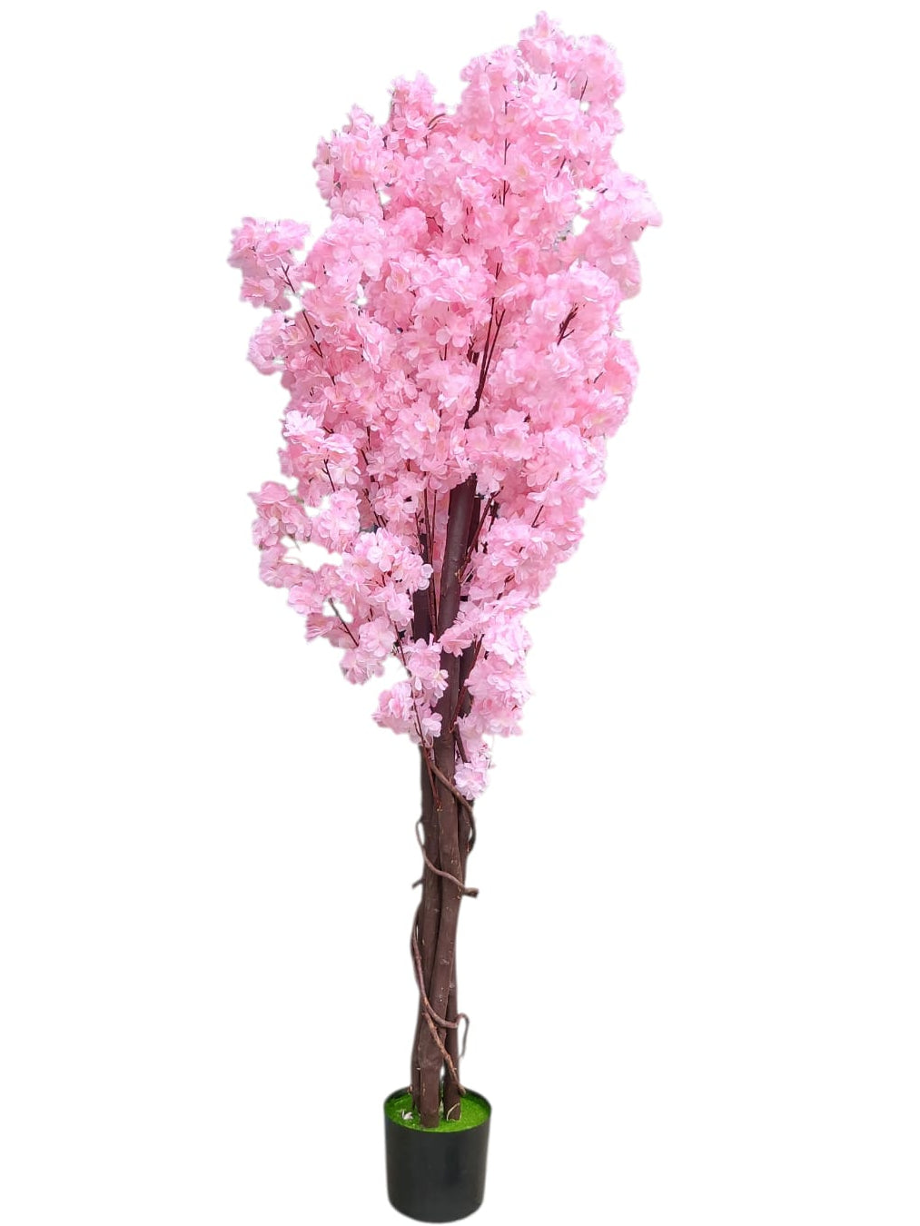 Árbol De Cerezo Premium Rosa 1.80cm