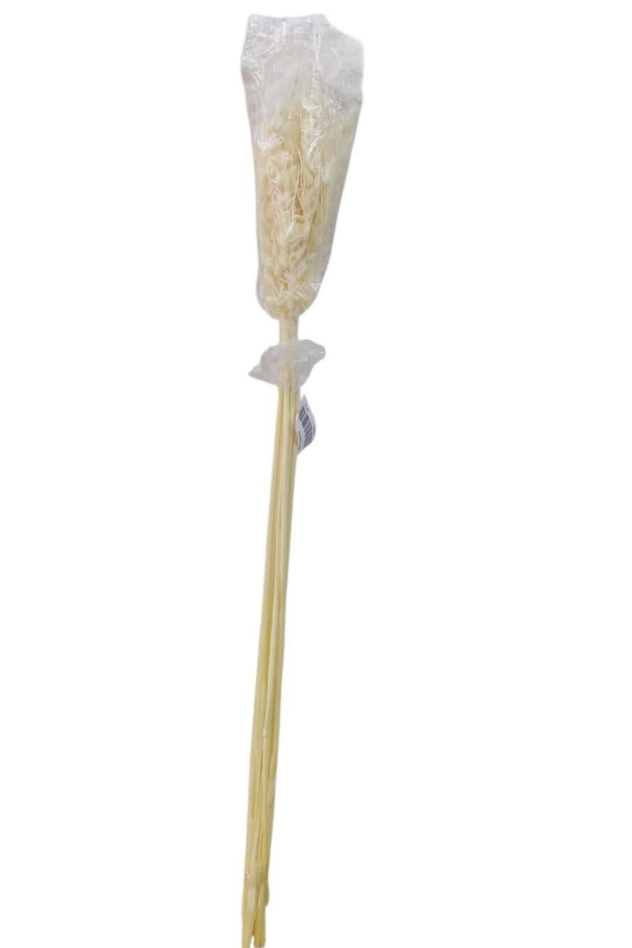 Espiga Sencilla Real 58cm