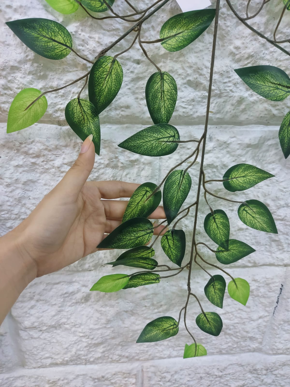 Rama Benjamina Oscura con Puntos 56cm