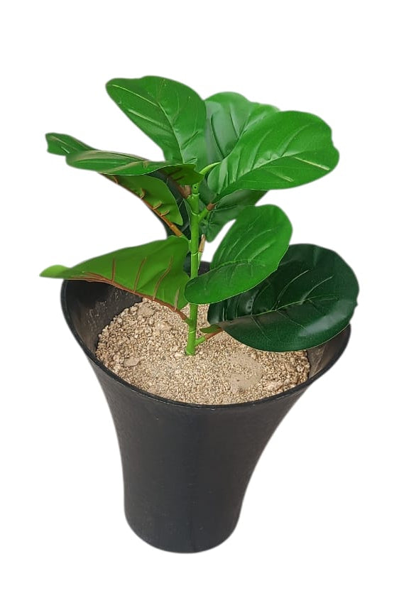Planta Ficus Lyrata Pequeña 48cm