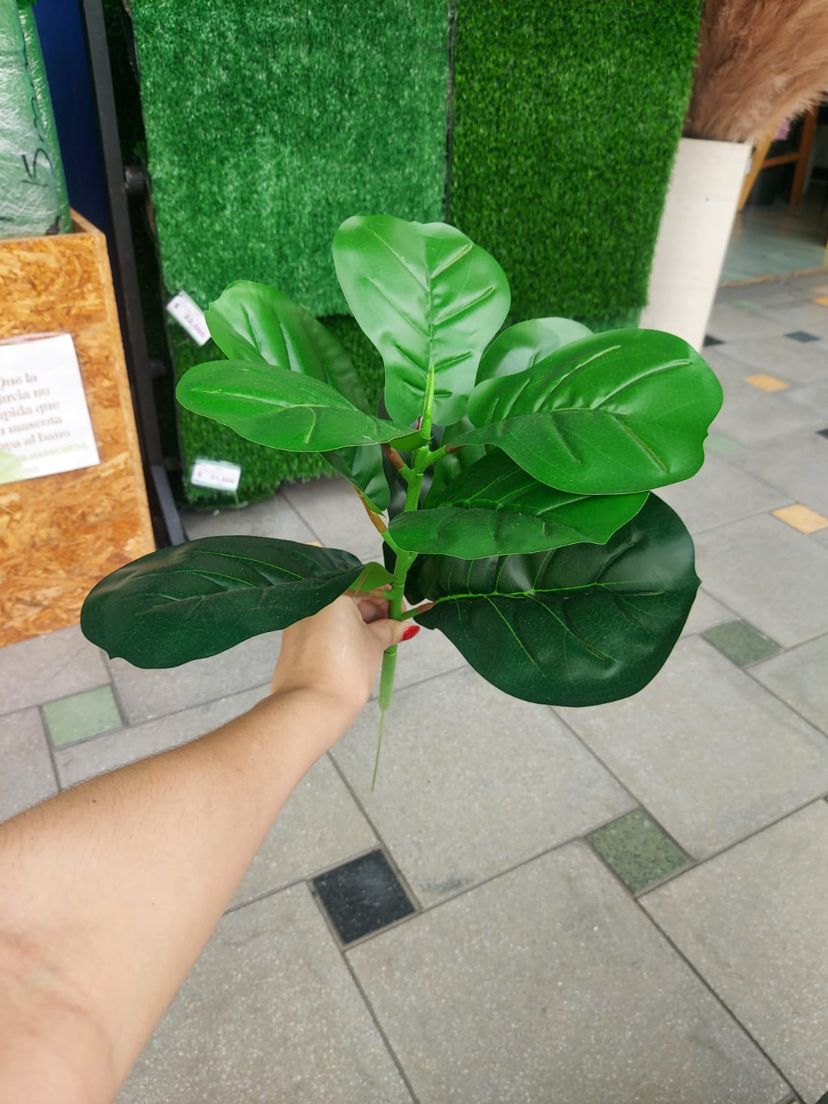 Planta Ficus Lyrata Pequeña 48cm