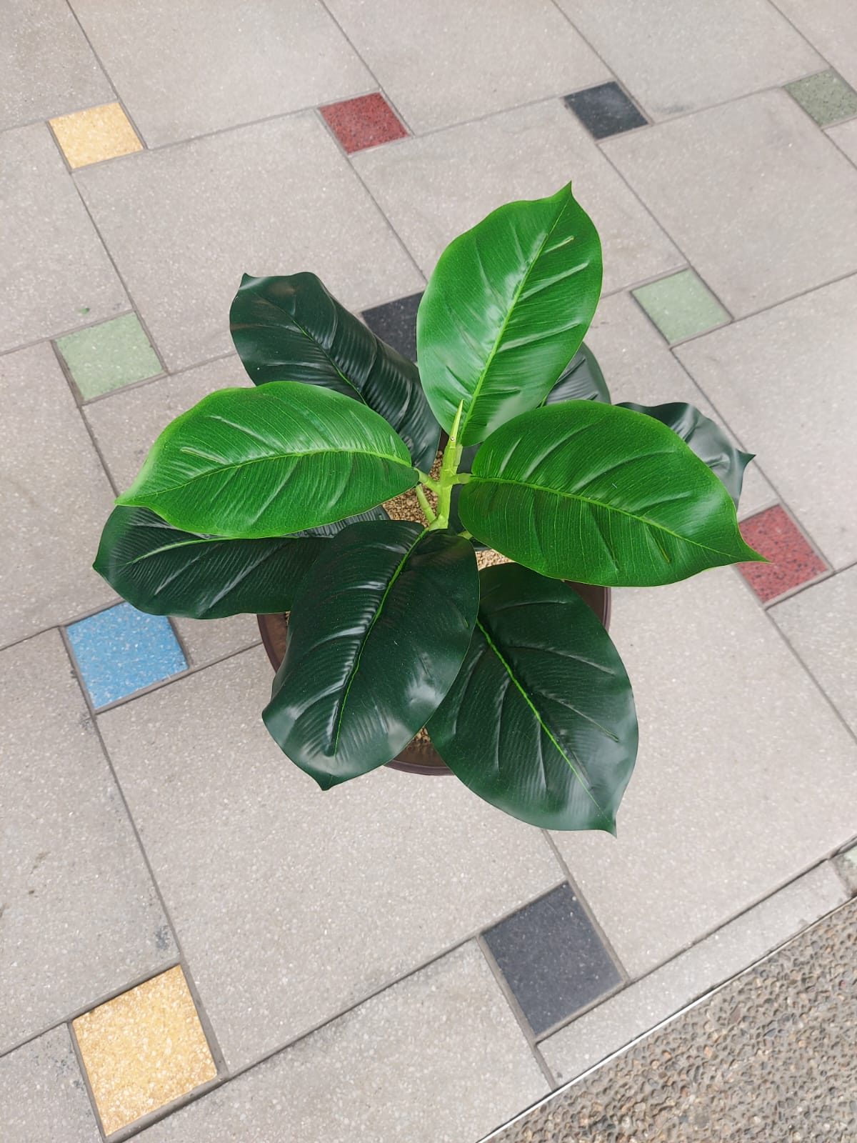 Planta Laurel Pequeña 48cm