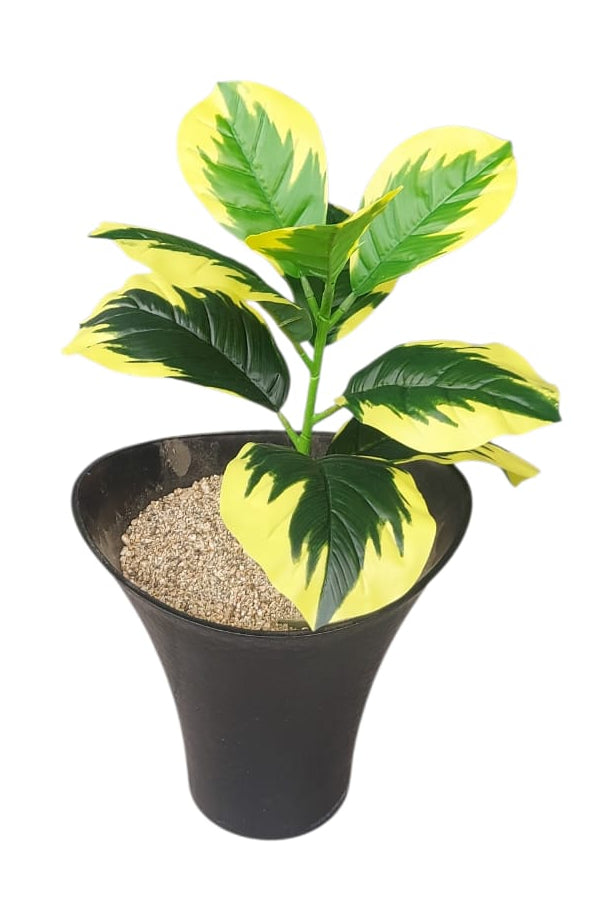 Planta Ficus Lyrata Pequeña borde Amarillo 48cm