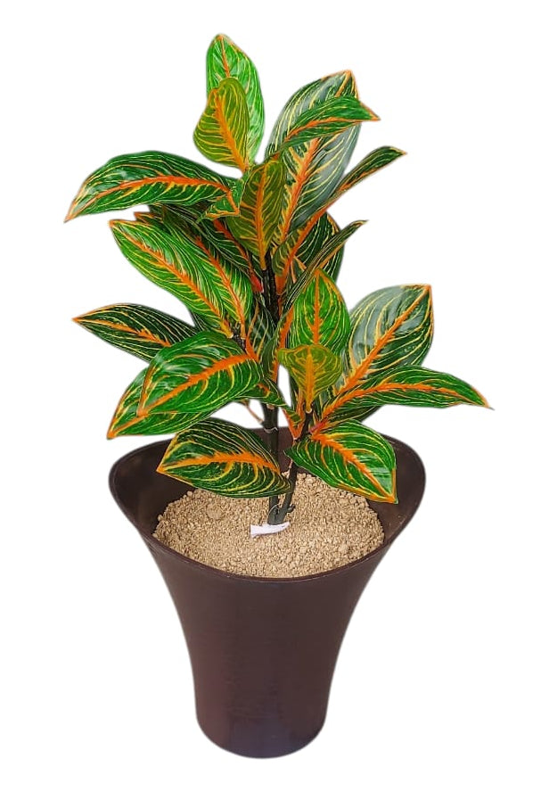 Planta Aglaonema Naranja 60cm