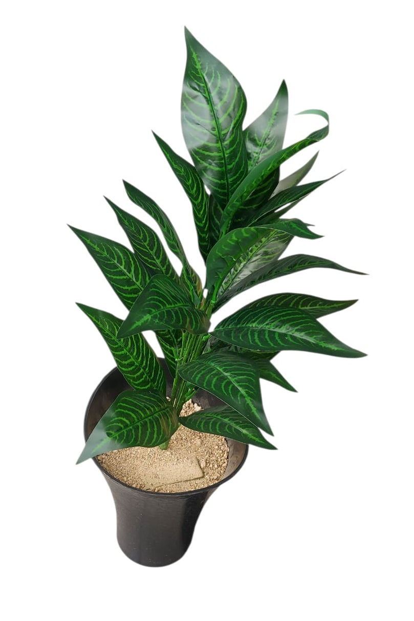 Planta Croton Mediana 70cm