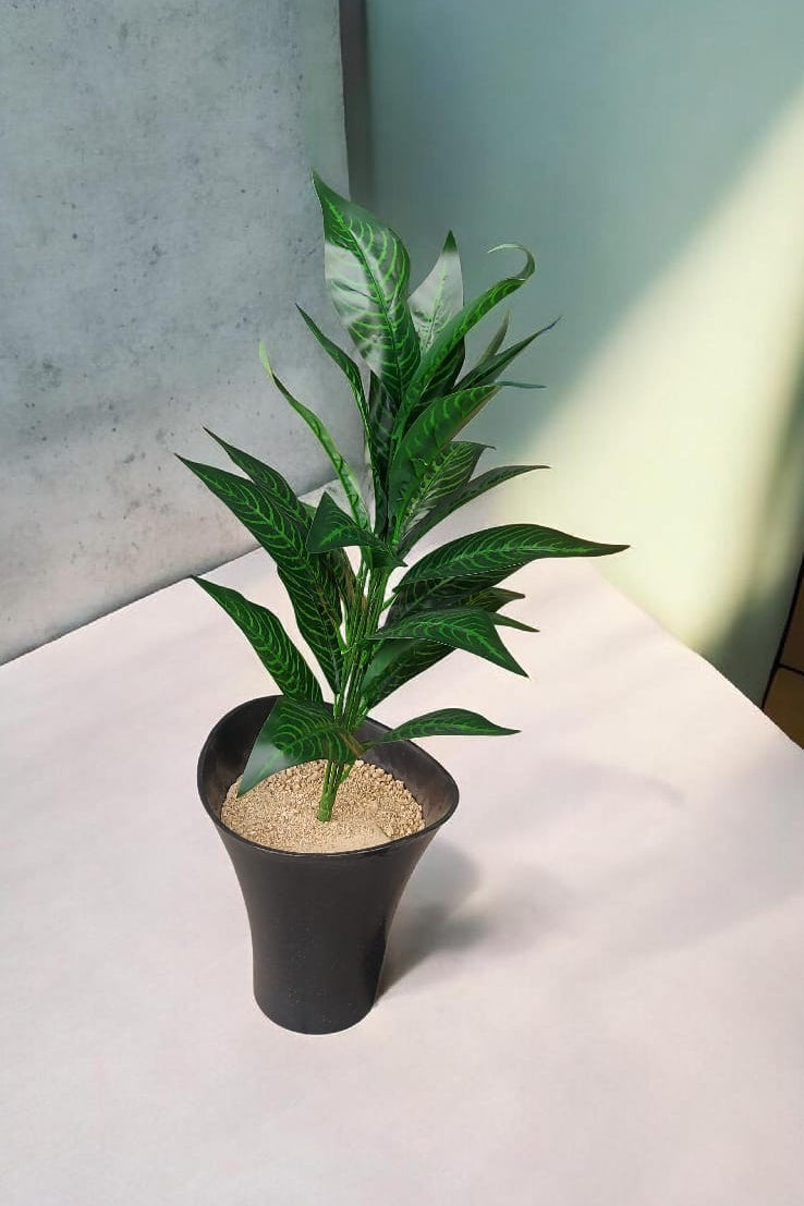 Planta Croton Mediana 70cm