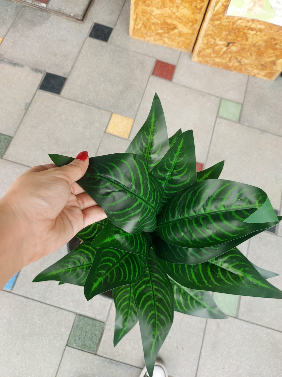 Planta Croton Mediana 70cm