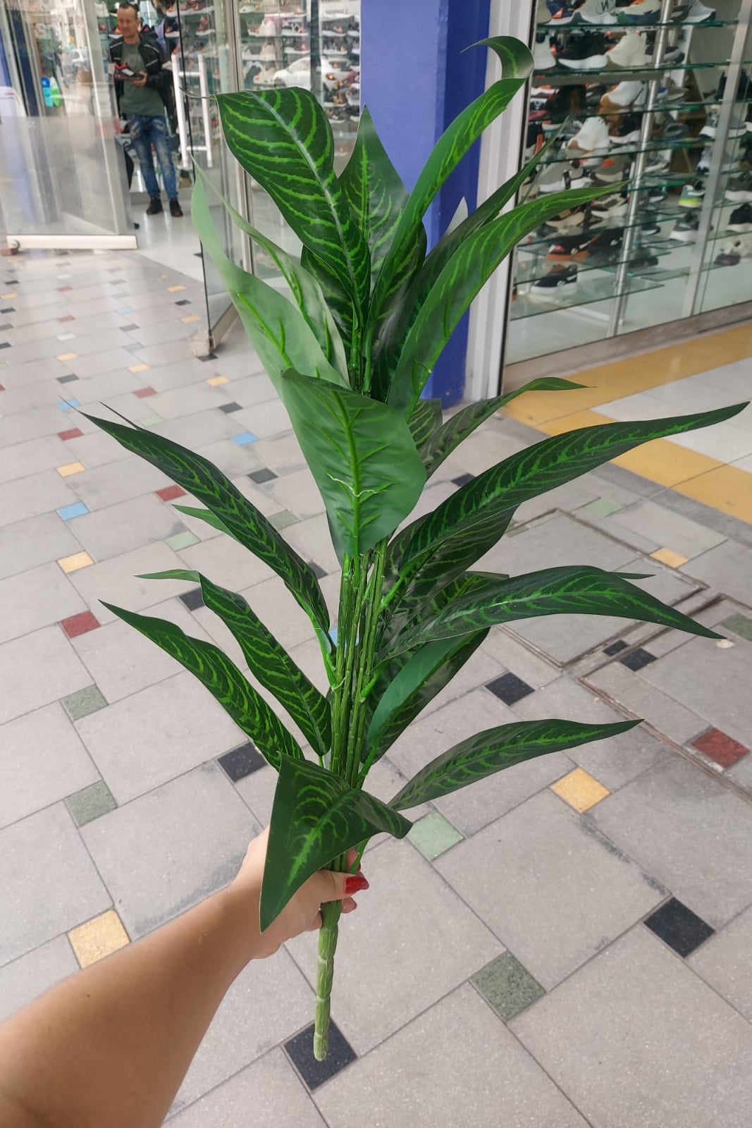 Planta Croton Mediana 70cm