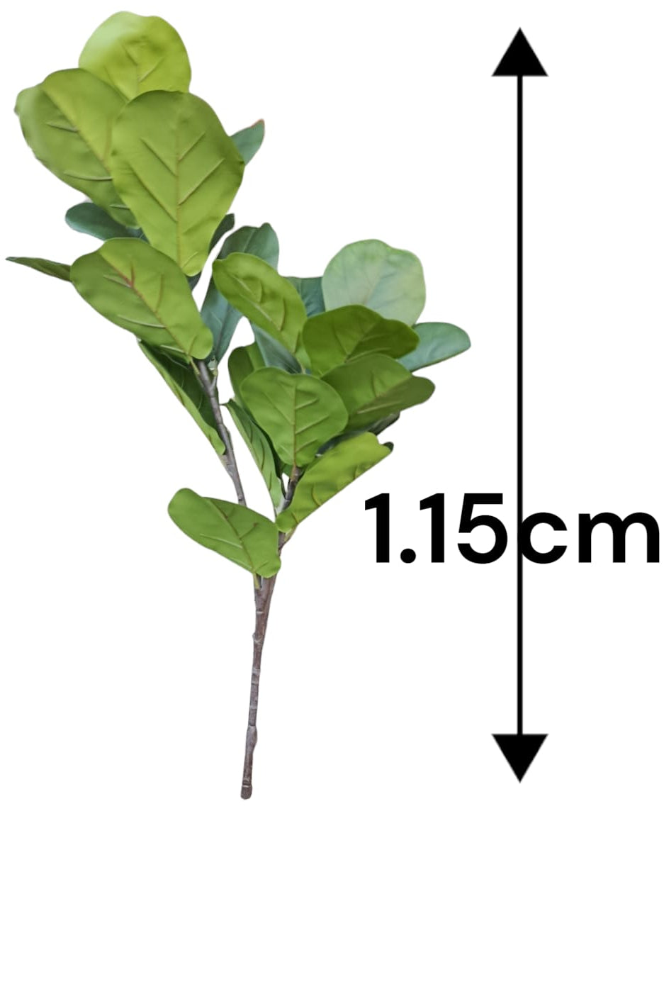 Planta para Matera Ficus Herbaria 1.15mts