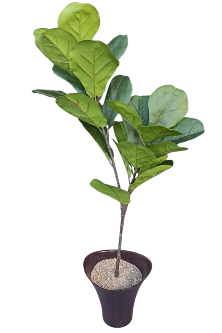 Planta para Matera Ficus Herbaria 1.15mts